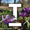 Information Governance Officer – Data Protection Lead - 37 hours